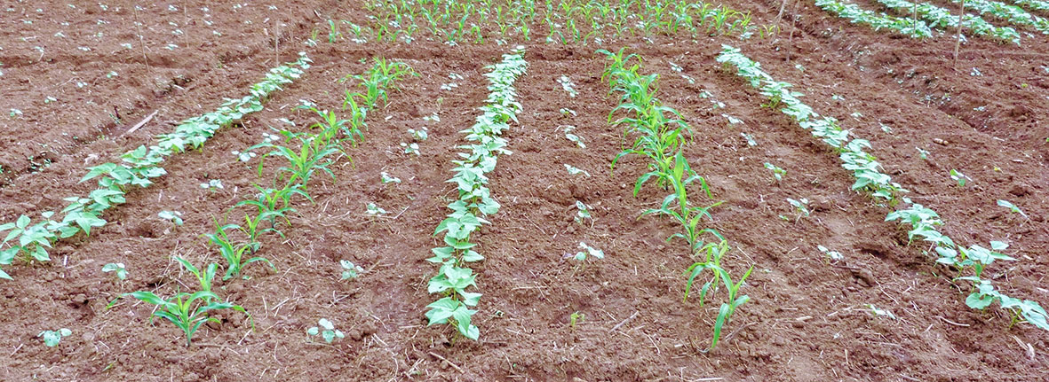 Phaseolus bean intercropping