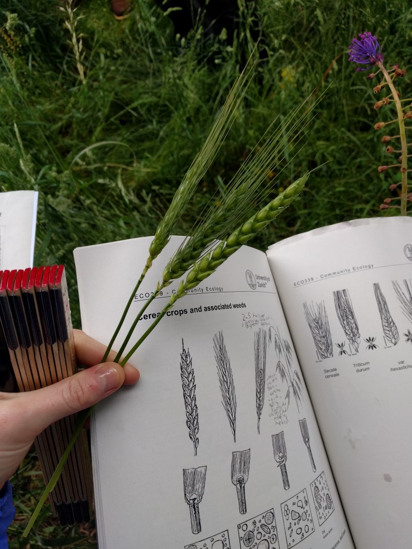 Enlarged view: teaching crop science on the field